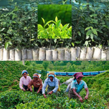 LIVE LITTLE TEA PLANTS Camellia sinensis Ceylon (ASIA) Green Tea Plants No pot
