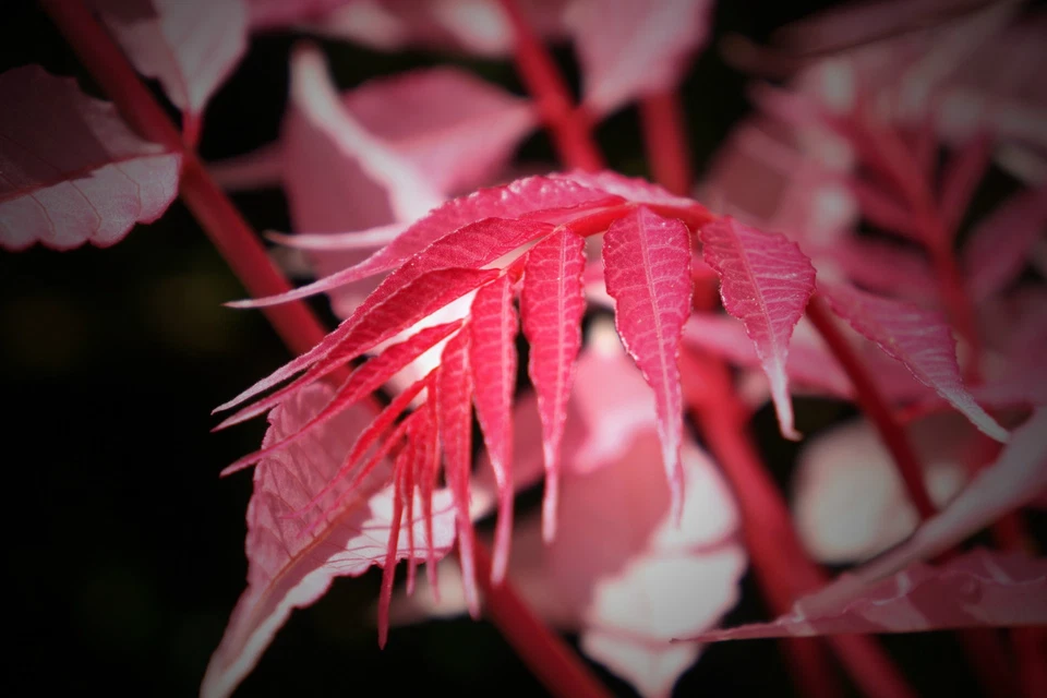 Toona sinensis (Chinese Mahogany / Cedar) 10 Tree Seeds •RARE Bonsai Garden UK   - Image 3 of 4