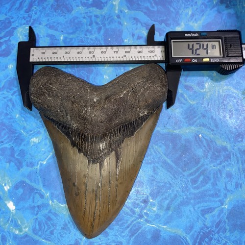 MEGALODON SHARK TOOTH 5.62” HUGE TEETH MEG SCUBA DIVER DIRECT FOSSIL NC 4590 - Picture 7 of 8