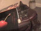 ambiekitty