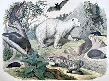1870c Polar Bear, Bat, Hedgehog Mammals, fine double folio with hand colour
