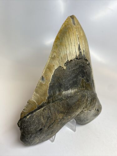 Megalodon Shark Tooth 6.04 inch - Huge - Wide Fossil - Authentic - Real 8060 - Picture 2 of 8