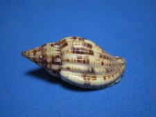Lyria mitraeformis Lamarck, 1811 "GREAT COLOR!" (45.0mm)