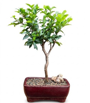 pruning shears bonsai Black Bonsai Trimming Scissors