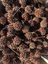 800 sweet gum tree balls, Dried Crafts Oak Colored an exclusive offer
