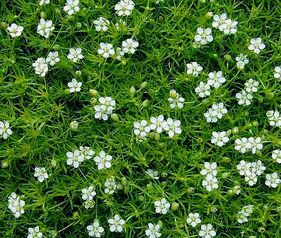 Irish Moss / Pearlwort (Sagina Subulata) Ground Cover Seeds - 2,000 Bulk Seeds