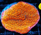 TSA The Beast Montipora Frag Zoanthids Zoa Paly SPS LPS Corals, WYSIWYG — photo 2