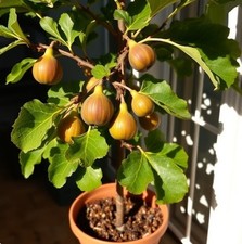 2 winterharte gross-fruchtige Feigen exotische Pflanzen im für den Garten #