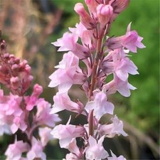 Linaria Canon J Went, HP, Tall, Perennial Toadflax, Fab for Beds+Pots 300 Seeds