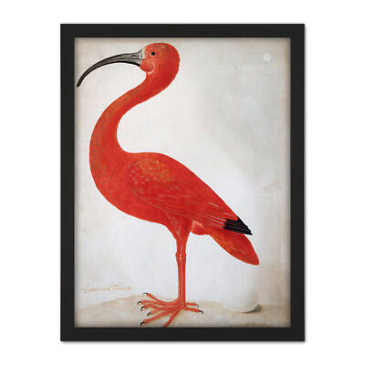 Merian Scarlet Ibis Bird With Egg Skin Painting Framed Wall Art Print 18X24 In