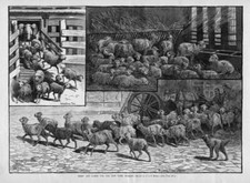 SHEEP AND LAMBS FOR THE NEW YORK MARKET FOR SLAUGHTER DRIVEN MY MAN AND DOG