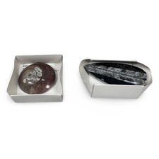 Morocco Fossil Set Ammonite Devonian Orthoceras Silurian Polished Gray Black Red