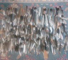 210 Feathers Natural Fallen Foraged Pheasant Magpie Pigeon Seagull UK Nature 