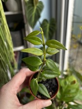 Hoya Bella 6cm Pot. Trailing Plant. Easy Care. Fast Growing.