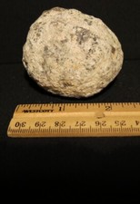 Guaranteed Hollow 2.25" Diameter Break Your Own Mexican Coconut Choyas Geode