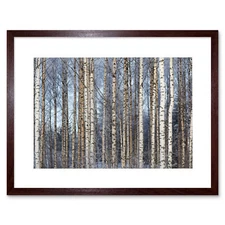 Birch Forest Trees Silver Art Framed Wall Art Print