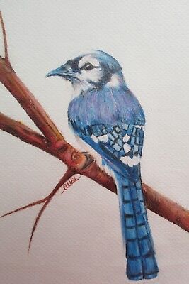 Original Realistic Blue Jay Pencil Drawing With Derwent Colored Pencil Ebay