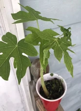 7”-12” Papaya Plant Live Fully Rooted Plant  Organic USA Grower Fast Growing