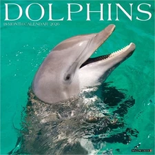 Dolphins 2026 12 X 12 Wall Calendar (Bookbook - Detail Unspecified)