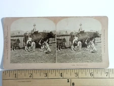 1900s B.W. Kilburn Stereoview The Feast of Fun Children with Cows Farm Scene