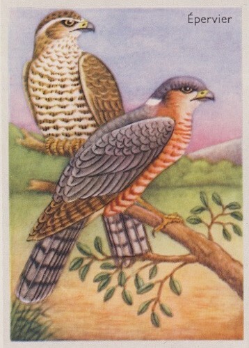 ACCİPİTER NİSUS ÉPERVİER D'EUROPE SPERBER RAPACE AVES OİSEAU BİRD IMAGE CARD - Picture 1 of 1