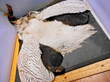 Full Silver Pheasant Pelt for Fly Tying - #1