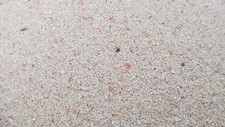 SAND - HORSESHOE BAY BEACH - SOUTH SHORE PARK - BERMUDA - PINK SAND - SAND