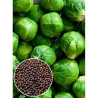 200+ Brussel Sprouts Seeds Green Vegetable for Planting Organic