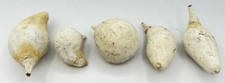 10/50x Baobab Blanc Baobab Fruits Secs Décoder Afrique 4 - 11 CM