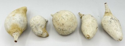 10/50x Baobab Weiß Affenbrotbaum Trockenfrüchte Naturdeko Afrika 4 - 11 cm