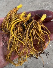 25 Freshly Dug Goldenseal Roots 