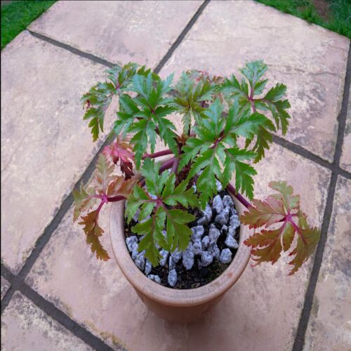 Geranium maderense (Madeira Cranesbill) 5 to 25 Seeds | RARE Outdoor Flowers UK - Picture 2 of 3