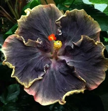 100 Black Yellow Hibiscus Seeds Hibiscus Rosa-sinensis Garden Flowers Seed