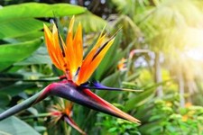 Bird of Paradise Flower Seeds - 5 Seeds