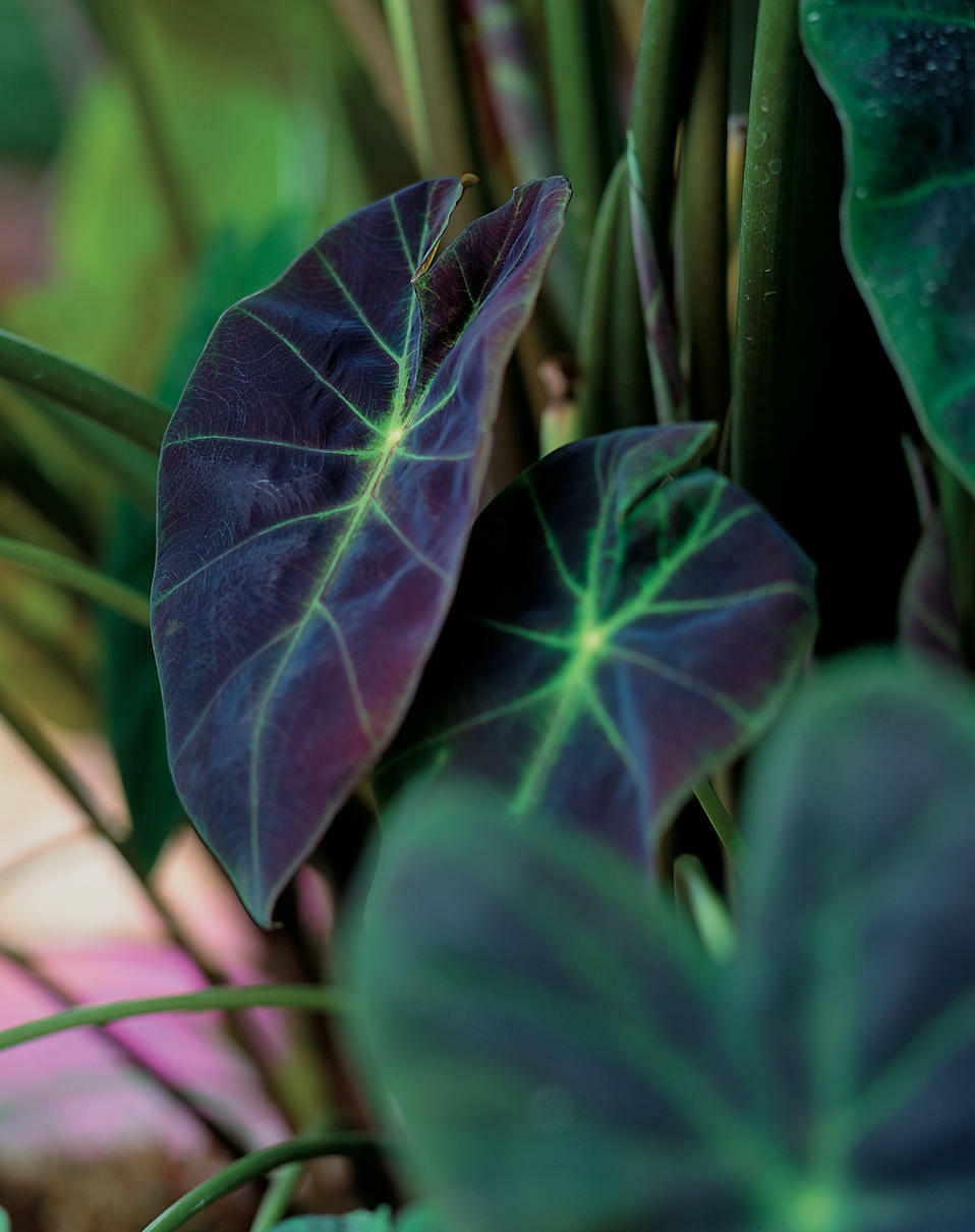 Colocasia illustris