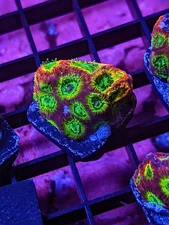 WYSIWYG RR Spicy Lemon Favia Live Coral Rainbow Multi LPS SPS Acro Zoa JF WWC