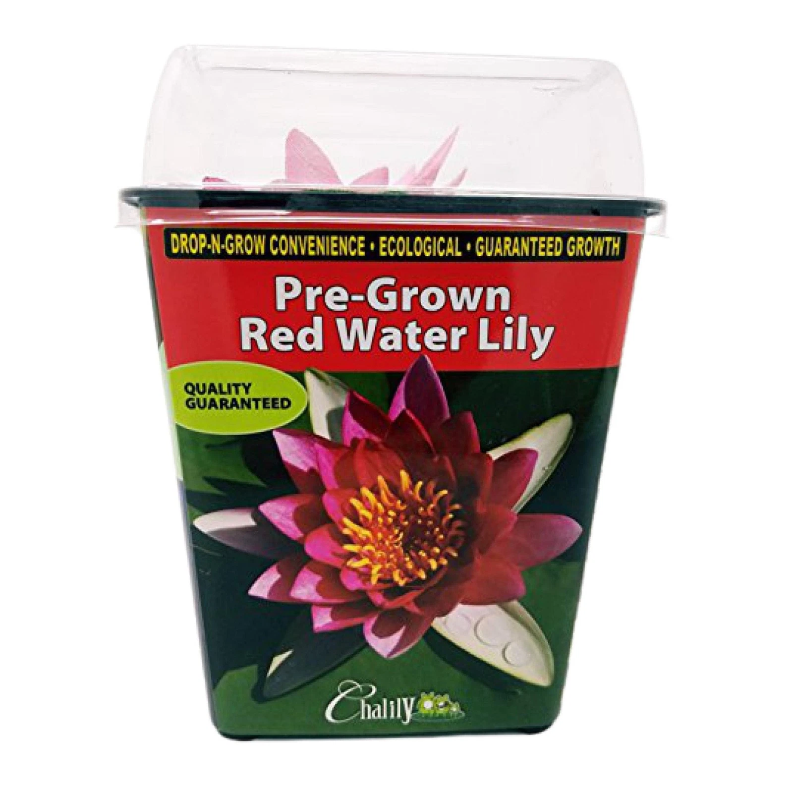 Chalily Water Lily - Thumbnail 5