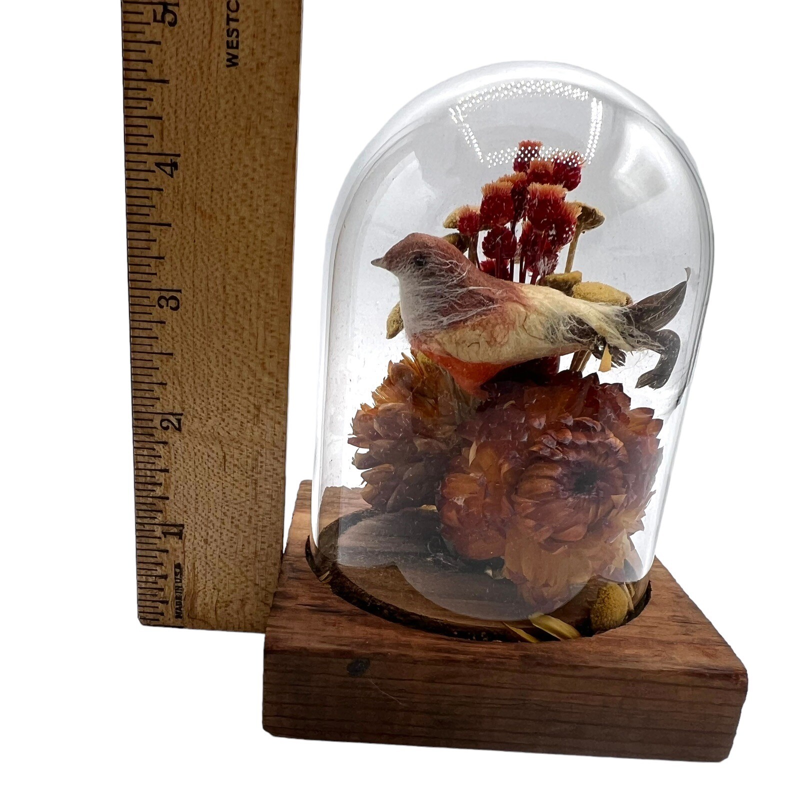 Gallery Detail: Diorama Glass Dome Feather Art Bird Flower Display Case Vintage