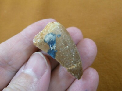 (DF233-106) 1-3/8'' Fossil MOSASAURUS Dinosaur tooth Mosasaur dino dig fossil