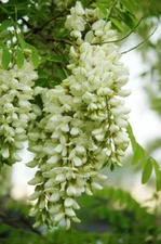Robinia Pseudoacacia Tree 300 Seeds Fragrant Cold Hardy Black Locust