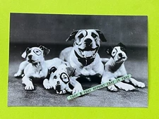 Found 4X6 PHOTO The Little Rascals Our Gang PETE Petey the DOG Hollywood