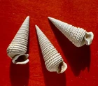 MIOCENE FOSSIL GASTEROPOD OF GIRONDE, TYMPANOTONUS
