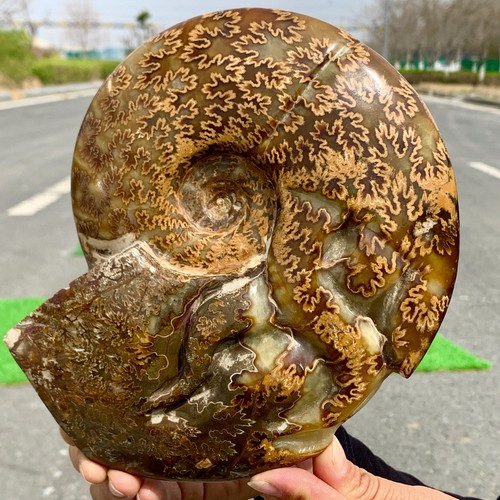 3.74LB Rare! Natural Tentacle Ammonite FossilSpecimen Shell Healing Madagascar - Picture 23 of 24