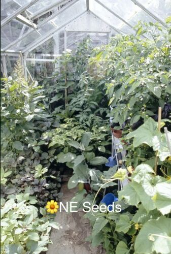 π 100% Genuine Red Amaranth Lal Shag, Lal Shak, Red Spinach, UK Grown FREE SHIP - Picture 2 of 2