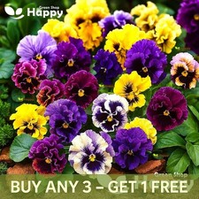 Pansy Swiss Can Can Mix - 300 Seeds - Viola wittrockiana - Frilled Flower