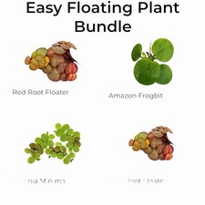 Floating Aquarium Plant Bundle Red Root Floater Frogbit Salvinia Minima Floating Aquarium Plant Bundle Red Root Floater Frogbit Salvinia Minima