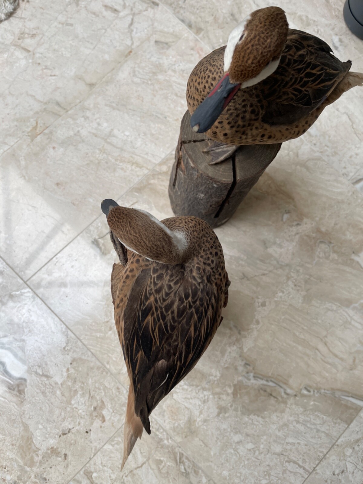 taxidermy birds eBay