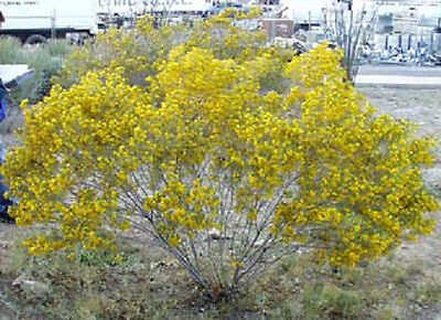 25 Yellow Silver Cassia Silvery Leaf Senna Aremisiodes Flower Seeds Comb S H Ebay 25 Yellow Silver Cassia Silvery Leaf Senna Aremisiodes Flower Seeds Comb S H Ebay