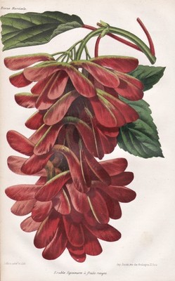 Ahorn maple Baum tree Botanik botany Lithograph Revue Horticole 1864