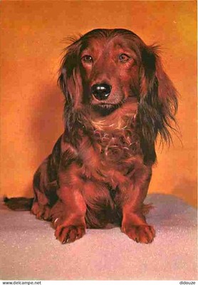 Postcard - Animals - Dogs - Dachshund - CPM - See Scans Double-Sided - Posca